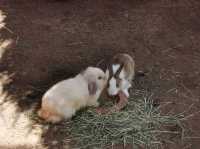 Viva Foresta Farm