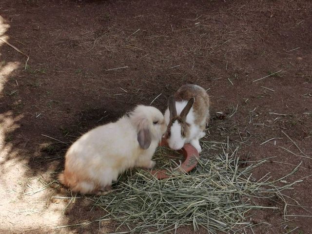 Viva Foresta Farm