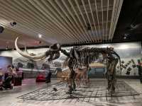 Fun Visit to the Frankfurt Natural History Museum