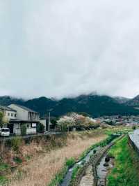 🇯🇵日本大方由布院🚄看看冒著白煙的金麟湖💨