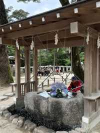 【福岡神社】初夏の風物詩のあじさい祭りがとてもキレイ