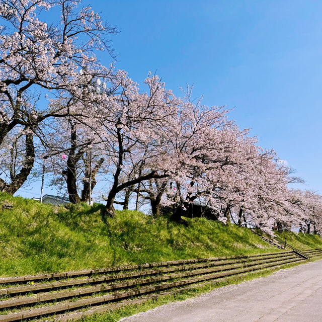 恐竜の街・福井県勝山市・弁天桜へ行こう❣️