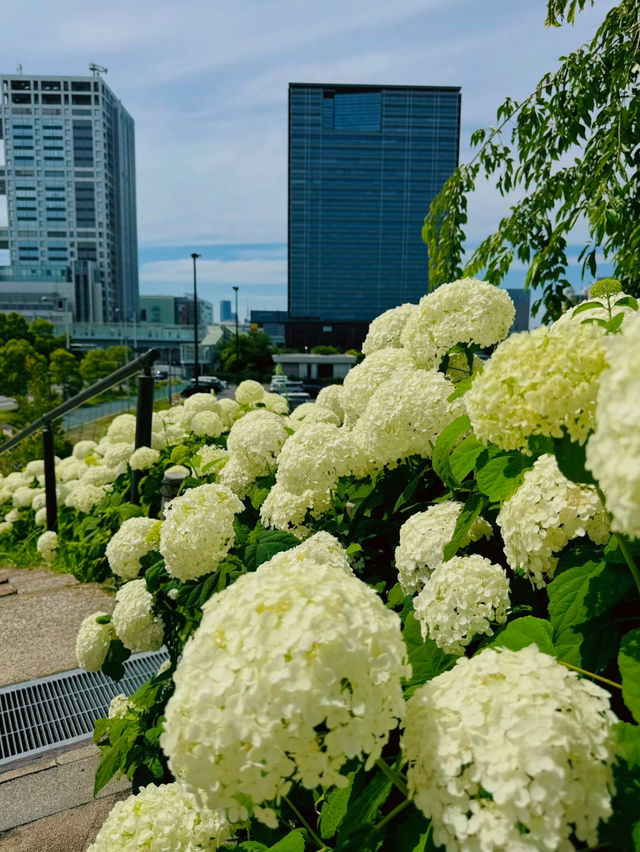 【東京】カラフルな紫陽花がかわいい🤍おすすめ紫陽花スポット💜