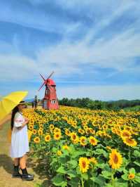 올여름 꼭 가야할 역대급 해바라기축제🌻