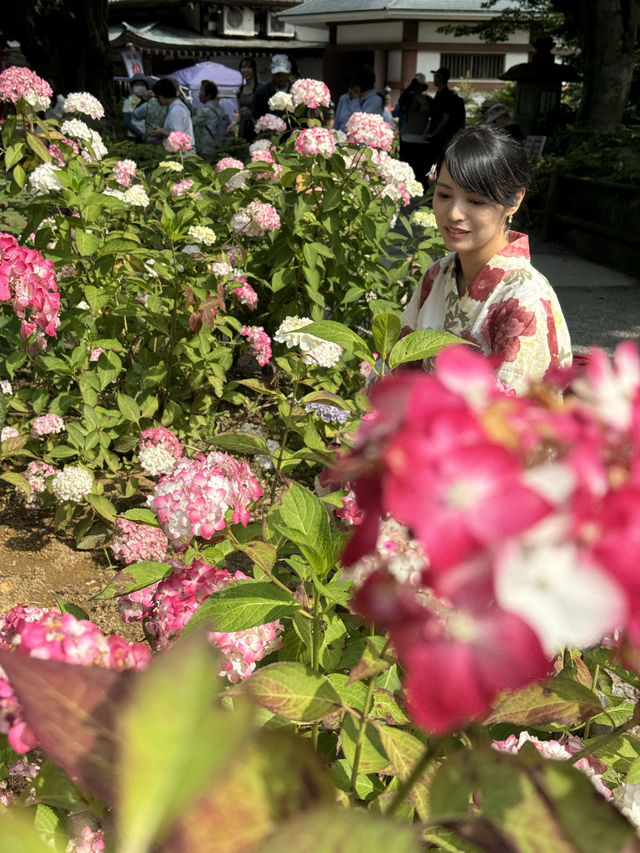 〜茨城県〜7/7まで！絶景すぎるあじさい池✨