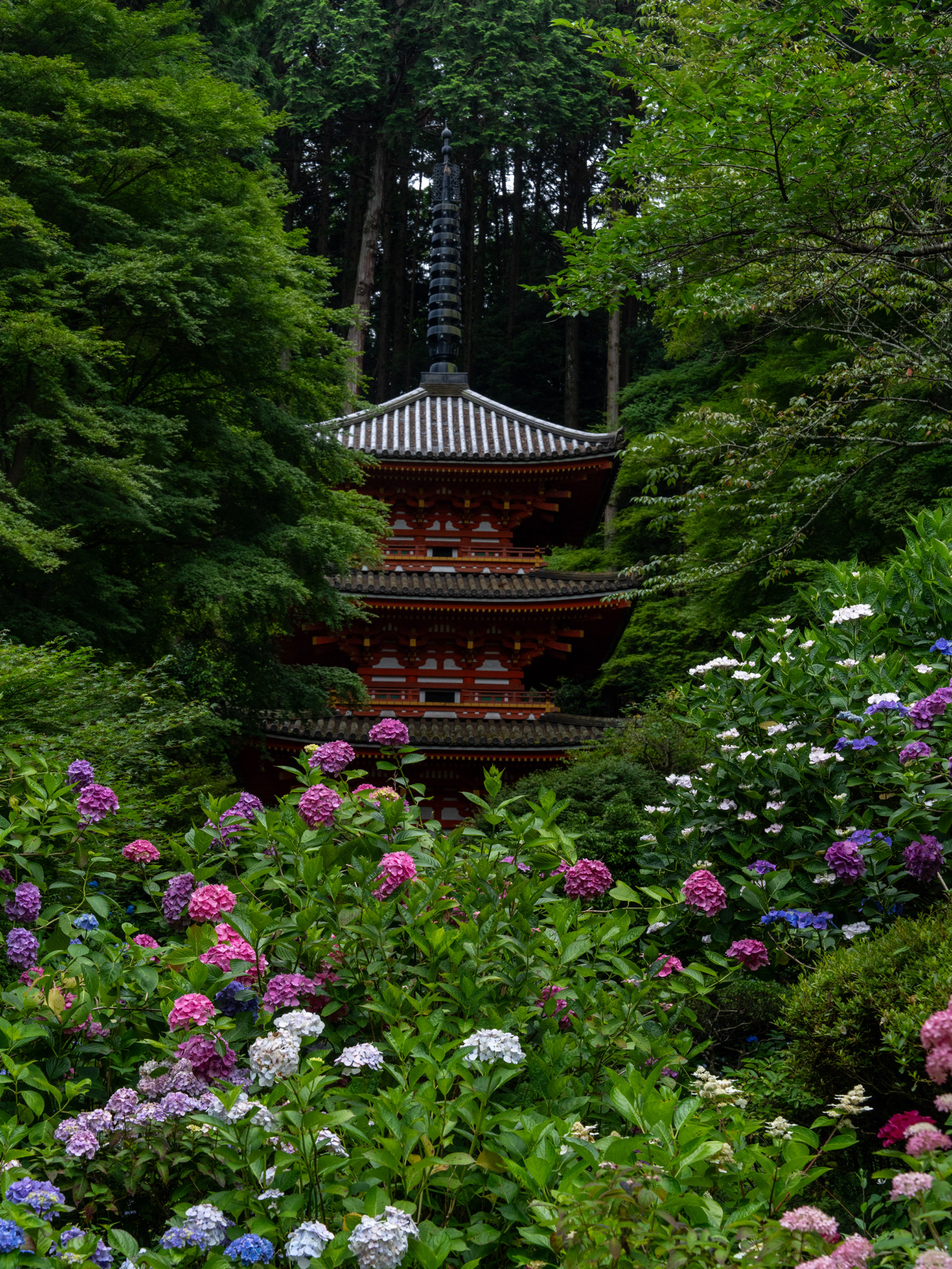 日本画　京都　岩船寺宵桜　三重塔　内田英湖 日本画 京都 岩船寺宵桜 三重塔 内田英湖 絵画
