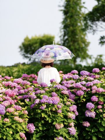 関西最大級の紫陽花☺️💠77000株の紫陽花の海💠☺️ | Trip.com 津