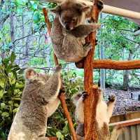 龍柏考拉動物園