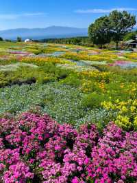 雄大な山々をバックに四季折々の花が咲く、くじゅう花公園
