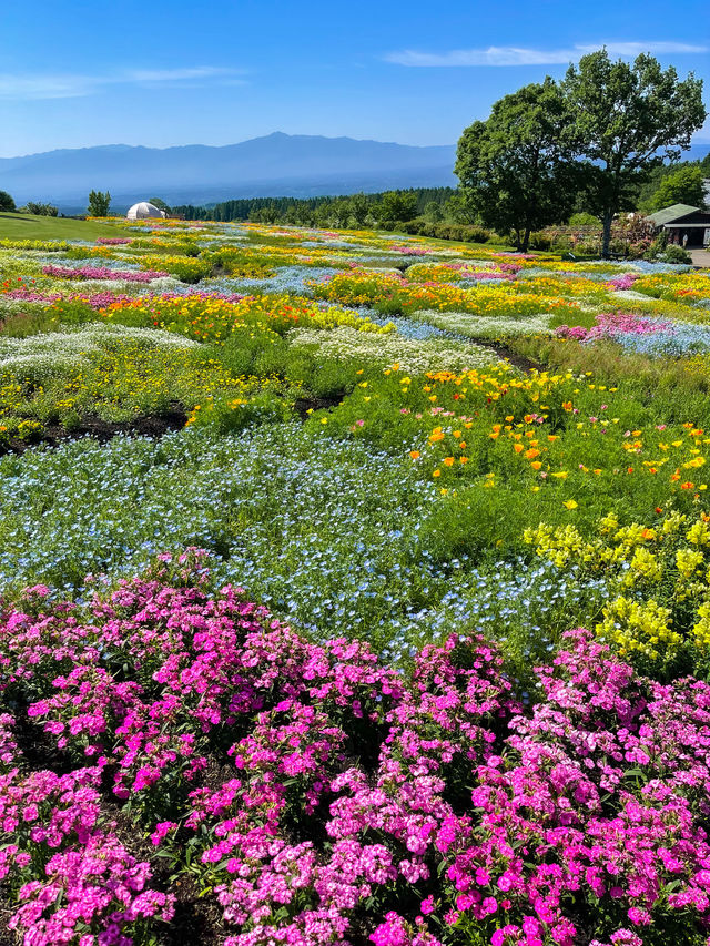 雄大な山々をバックに四季折々の花が咲く、くじゅう花公園