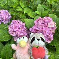 九州久留米千光寺的七千繡球花💐🌺🌸🌻🪻 