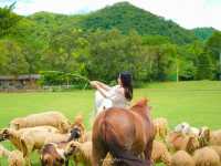 AlpacaHill 🦙 สวนสัตว์ใจกลางหุบเขา #สวนผึ้ง