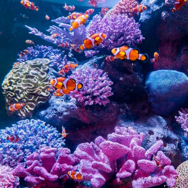 🐬 ท่องโลกใต้ทะเลสุดอลัง! อยู่แค่พารากอนนี่เอง