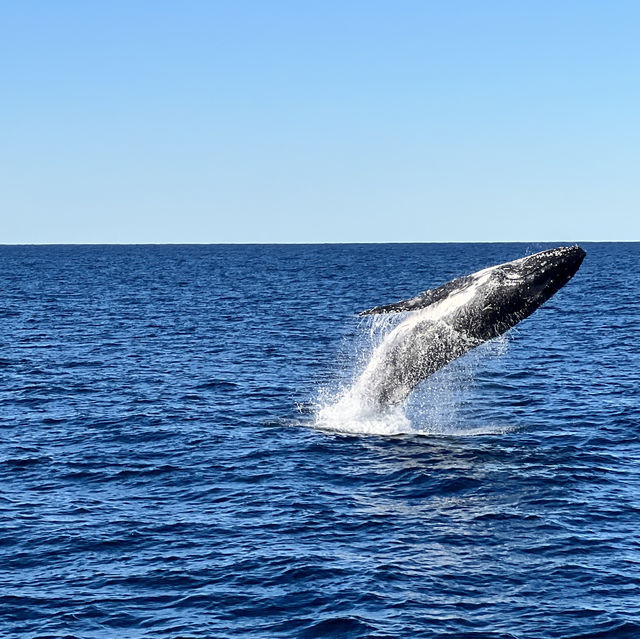 鯨魚出沒海面震撼時刻🐋  