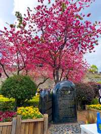Flower Blossoms in Dali Ancient Town
