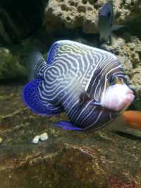 BLUE CORAL AQUARIUM KL TOWER