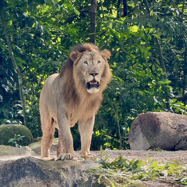 新加坡動物園-世界十大動物園，彷如走進熱帶雨林，近距離親親動物