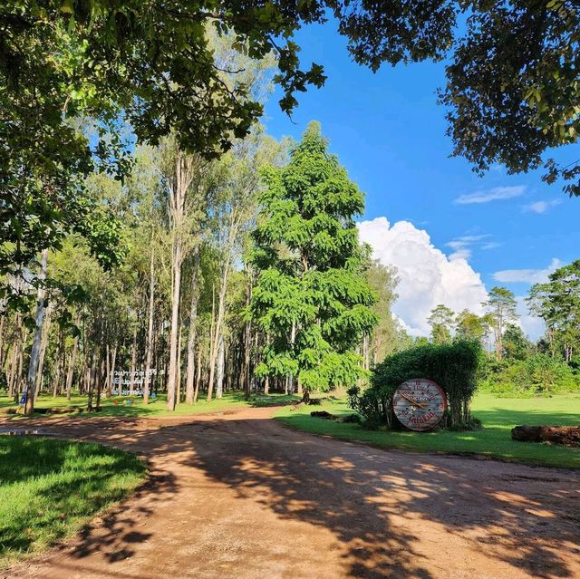 🌲สวนสนแม่แตง เชียงใหม่