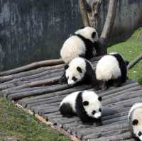 Bifengxia Panda Base, Ya’an