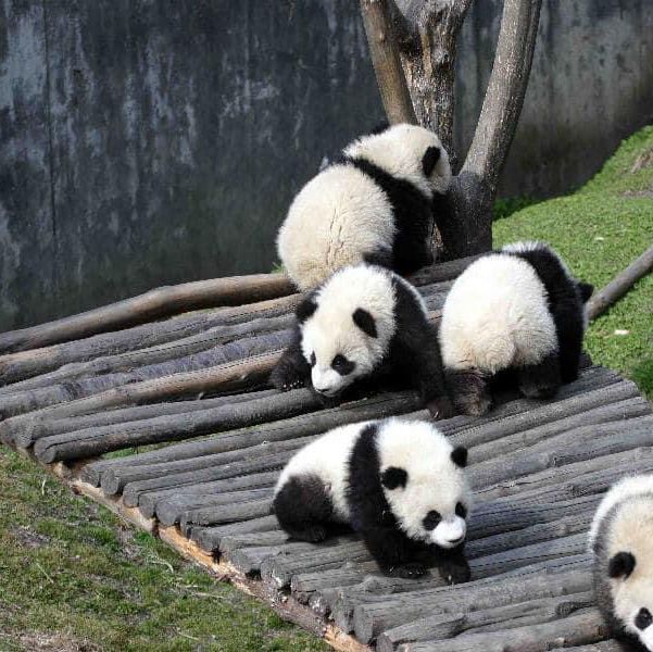 Bifengxia Panda Base, Ya’an