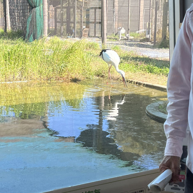 千葉県野田市【コウノトリの里】