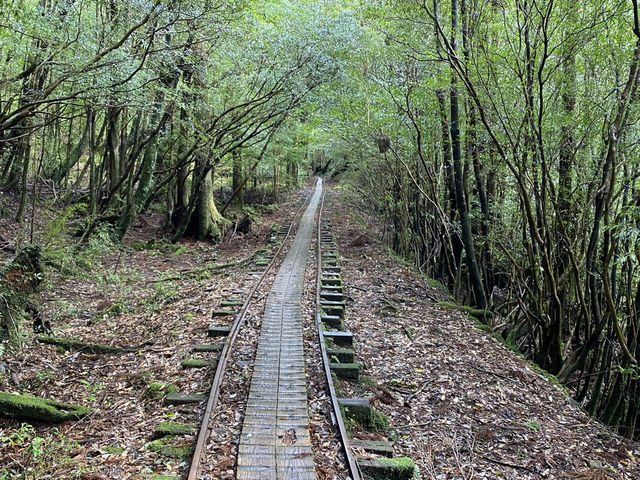 屋久島の縄文杉までの道が幻想的すぎた！
