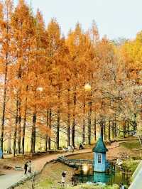 【人気の紅葉映えスポット】子供も思いっきり楽しめる公園