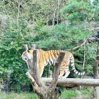 Arghhhh Autumn Tiger Valley in Everland 