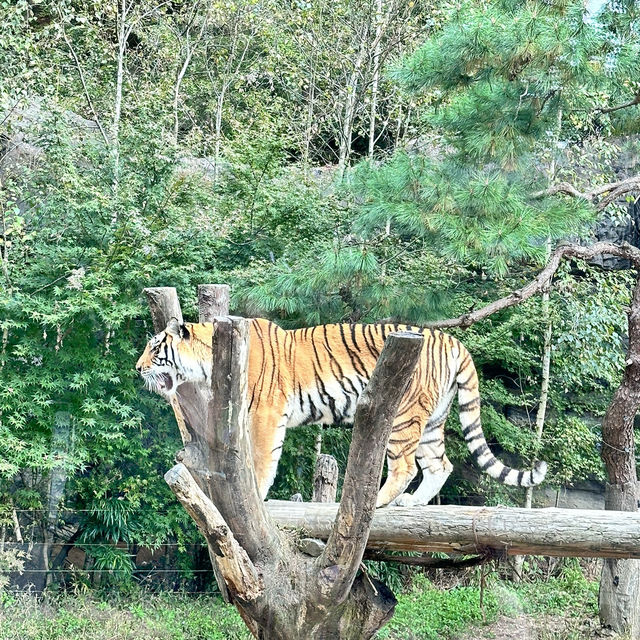 Arghhhh Autumn Tiger Valley in Everland 