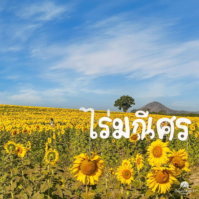 ทุ่งทานตะวันไร่มณีศร เขาใหญ่ 