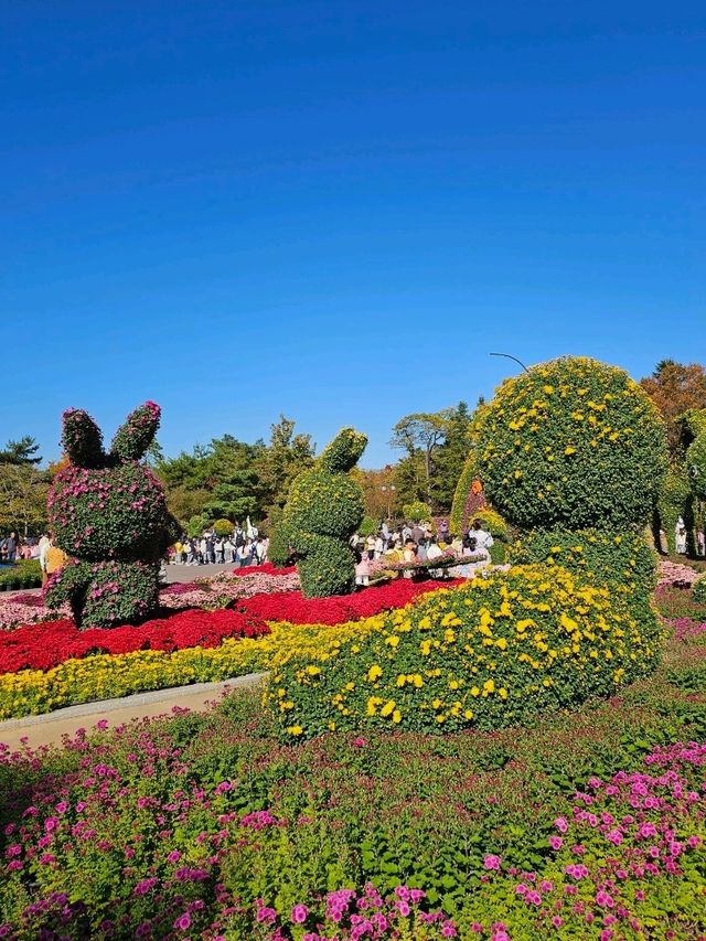 가을 🍂 이맘때쯤 대구에서 열리는 국화축제
