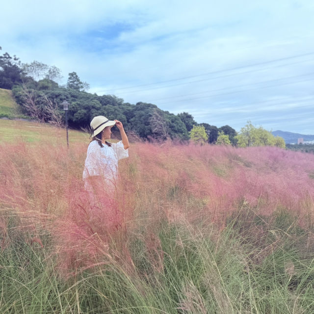 週日浪漫花海🌷深圳陌上花園