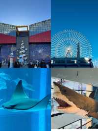 景點推薦：大阪海洋館——與海洋生物零距離接觸