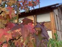 Autumn Bliss in Spiez: A Lakeside Paradise