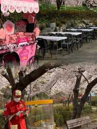 Blossoms on the Tracks: Sakura Dreams at Gyeonghwa Station