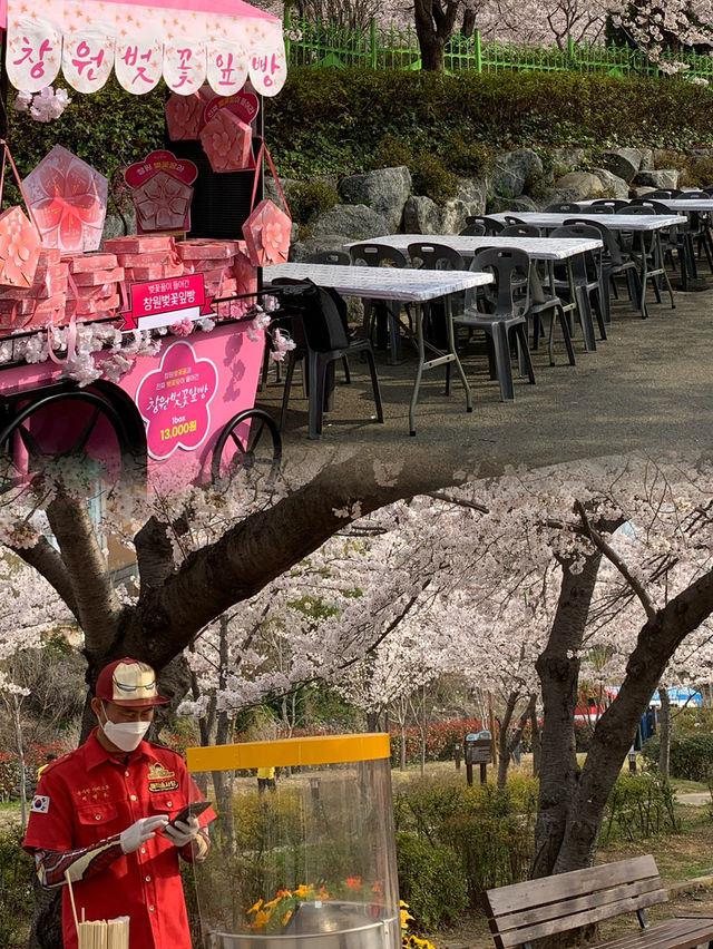 Blossoms on the Tracks: Sakura Dreams at Gyeonghwa Station