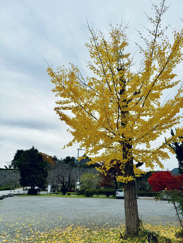 天守が築かれなかった篠山城。