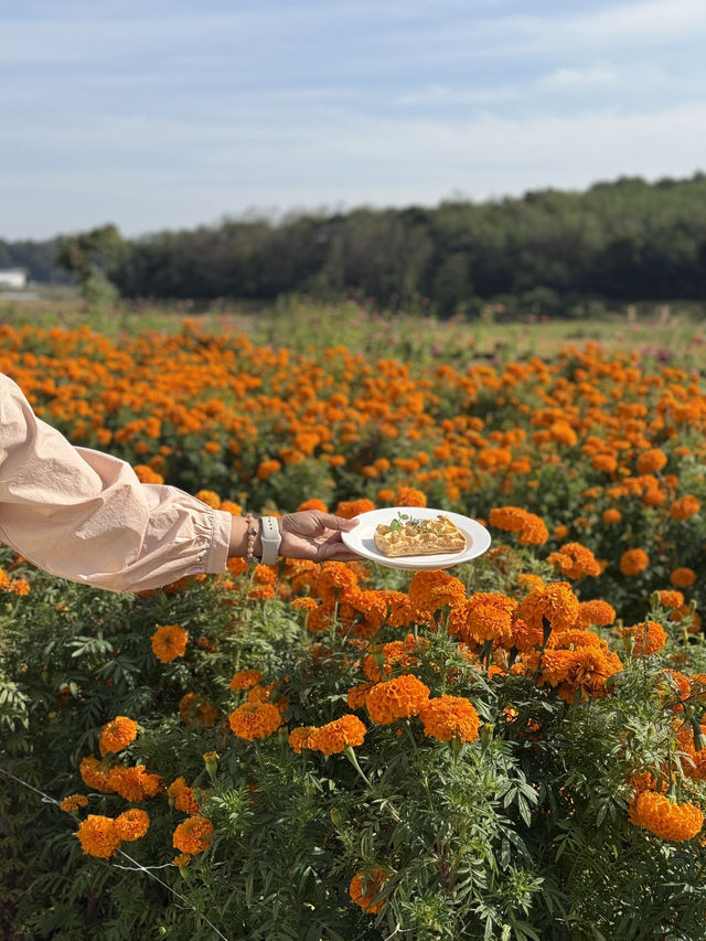 이렇게 예쁜 메리골드 밭은 처음이야🧡