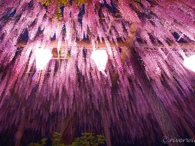 【埼玉県】埼玉の隠れた藤と紅葉の名所！「玉敷神社」