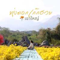 ทุ่งดอกเก๊กฮวย เขาใหญ่