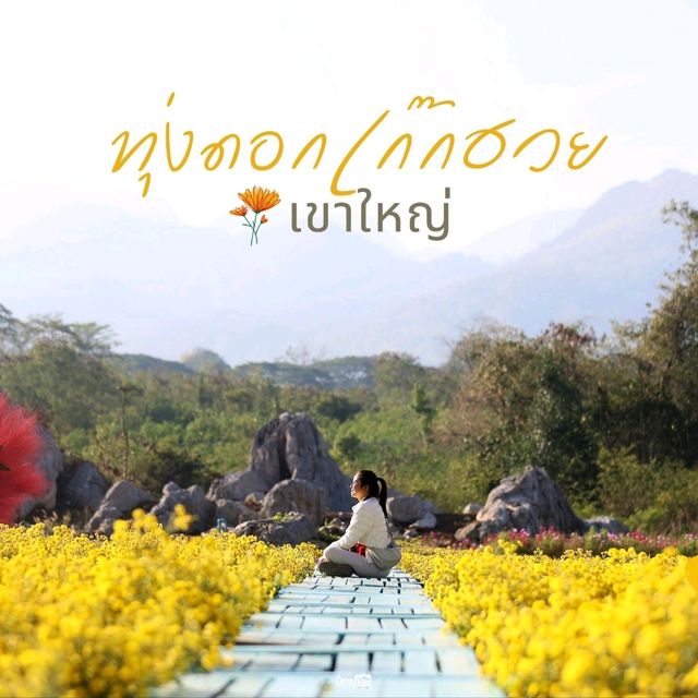 ทุ่งดอกเก๊กฮวย เขาใหญ่