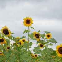 ดอกทานตะวันที่บานแล้วที่ไร่มณีศร 🌻