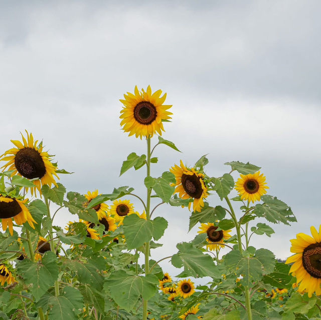 ดอกทานตะวันที่บานแล้วที่ไร่มณีศร 🌻
