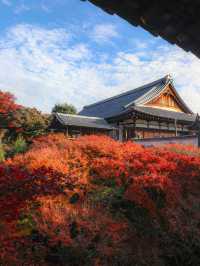 【京都🇯🇵】着物を着て、秋の東福寺を満喫しよう🤍