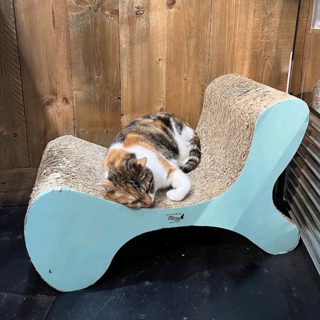 cats 