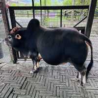 Bentong Farm Natural Gems 