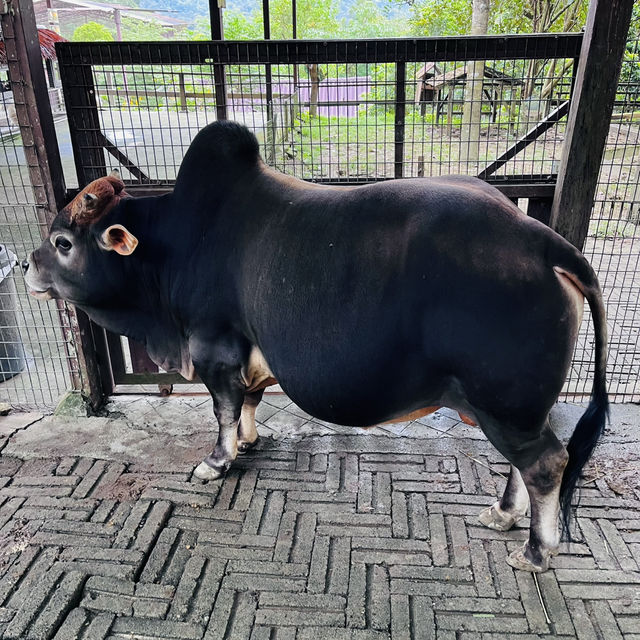Bentong Farm Natural Gems 