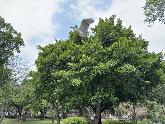 體驗台北的綠肺：大安森林公園之旅 🌳✨