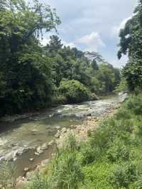 Pohon Jodoh @ Bogor Botanical Garden
