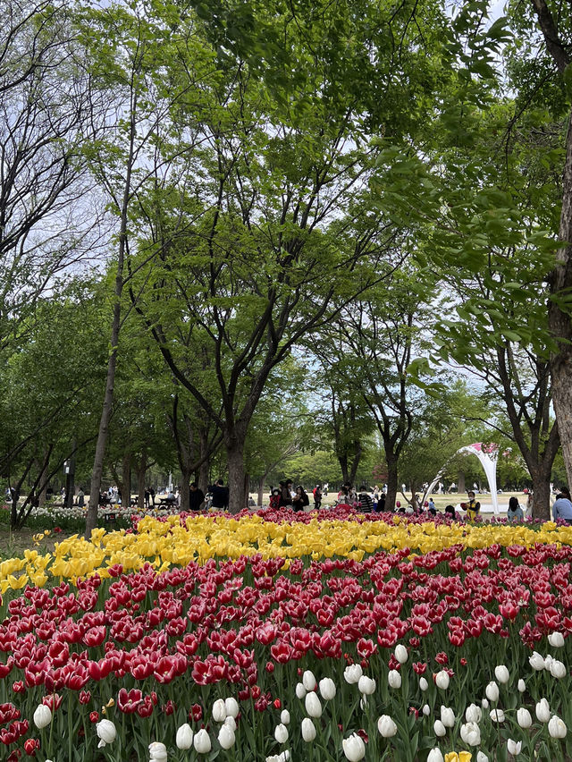 สวน Seoul forest ในฤดูใบไม้ผลิ